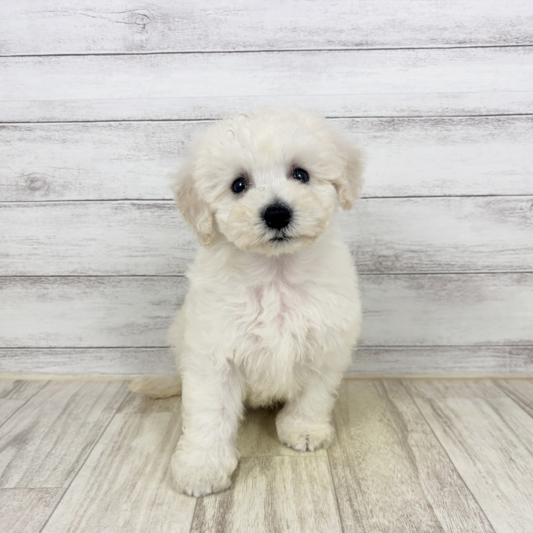 兵庫県のビションフリーゼ (犬の家＆猫の里川西店/2026年3月15日生まれ/男の子/ホワイト)の子犬