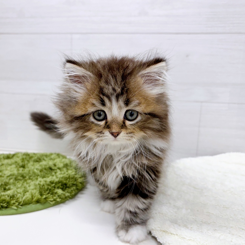 石川県のスコティッシュストレート (犬の家＆猫の里アミーゴ金沢おこばた店/2026年3月19日生まれ/男の子/ブラウンタビーホワイト)の子猫の1枚目の画像