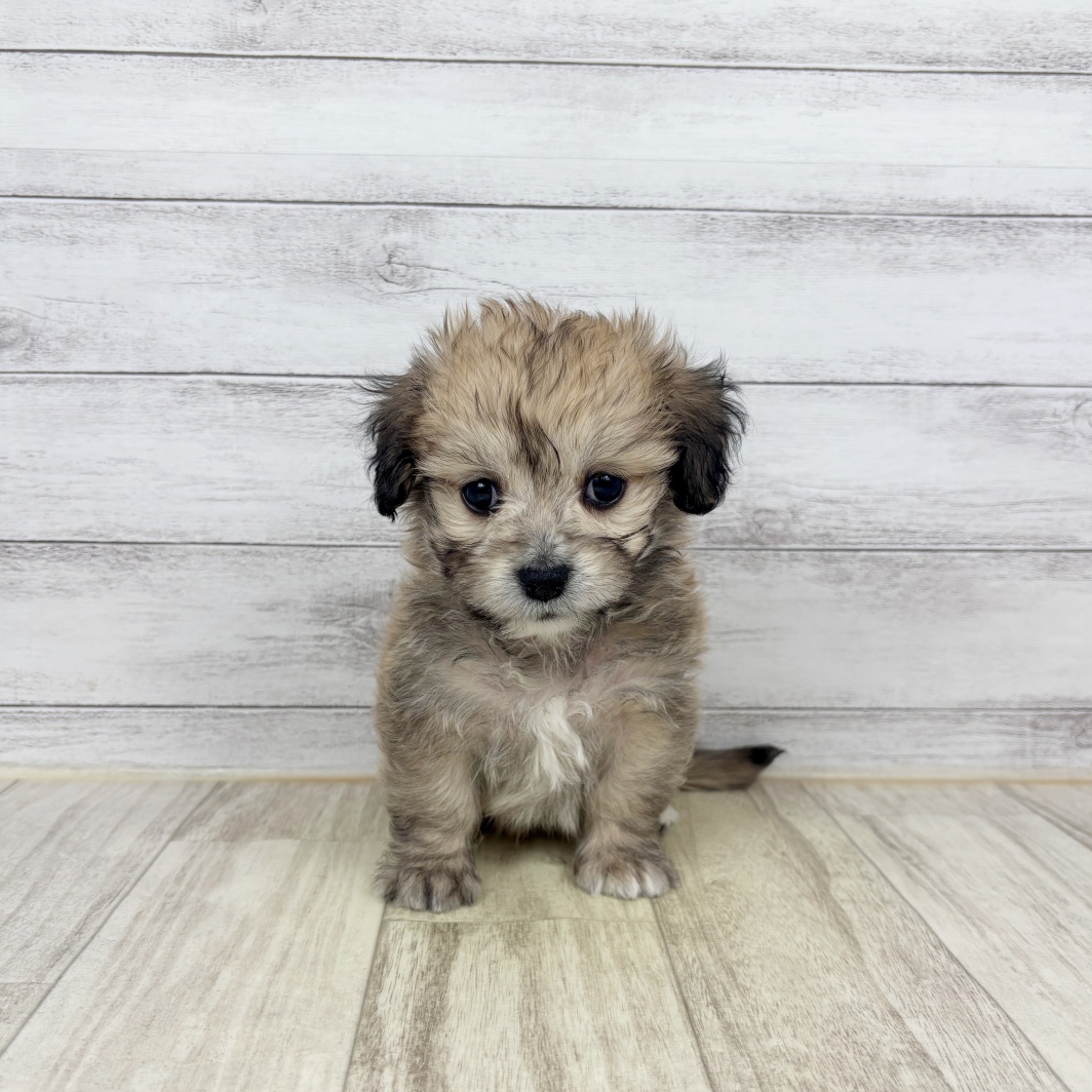 兵庫県のマルックス(マルチーズ×ダックス) (犬の家＆猫の里川西店/2026年3月22日生まれ/男の子/フォーン)の子犬