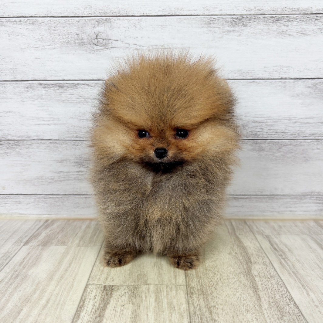 兵庫県のポメラニアン (犬の家＆猫の里川西店/2026年3月6日生まれ/女の子/オレンジ)の子犬