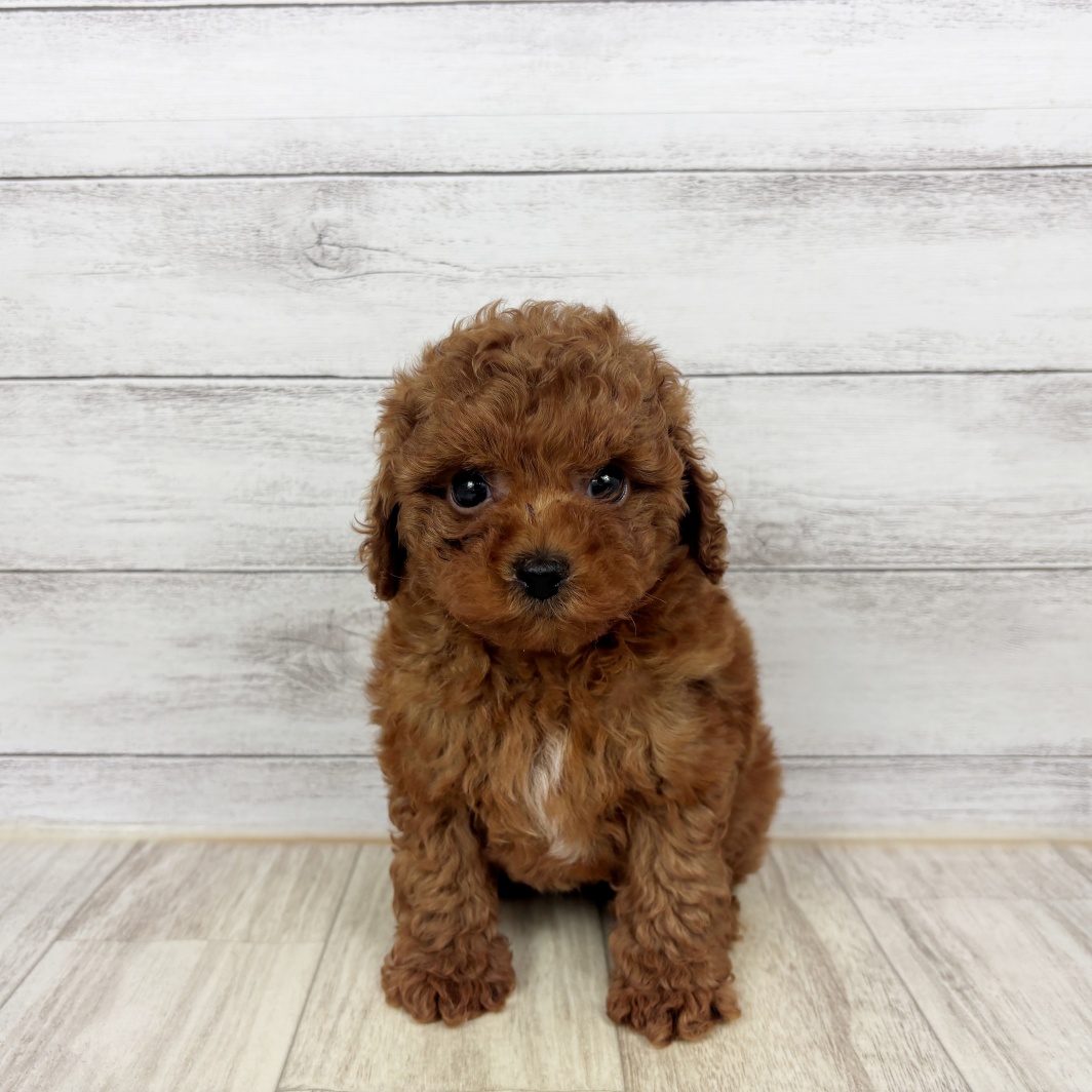 兵庫県のトイプードル(トイ) (犬の家＆猫の里川西店/2026年3月22日生まれ/女の子/レッドフォーン)の子犬