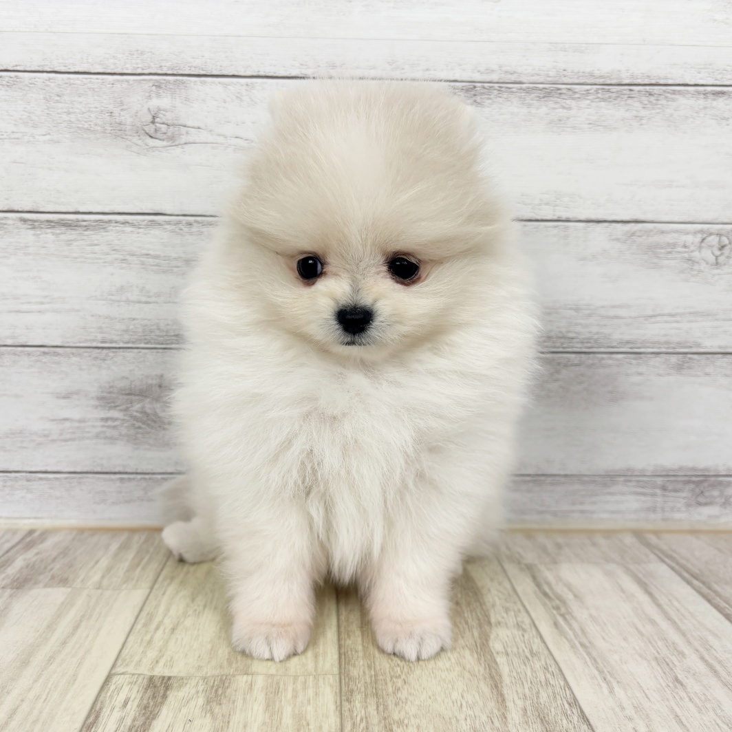 福井県のポメラニアン (犬の家＆猫の里アミーゴ福井大和田店/2026年3月21日生まれ/男の子/クリームホワイト)の子犬