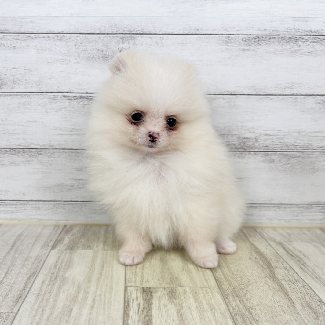兵庫県のポメラニアン (犬の家＆猫の里川西店/2026年3月15日生まれ/女の子/クリーム)の子犬