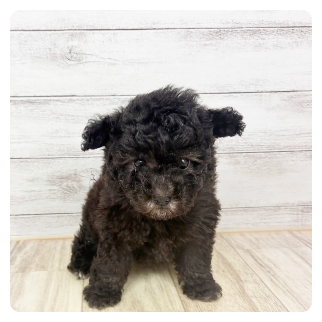 富山県のトイプードル(タイニー) (犬の家＆猫の里アミーゴ高岡蓮花寺店/2026年3月22日生まれ/女の子/グレー)の子犬