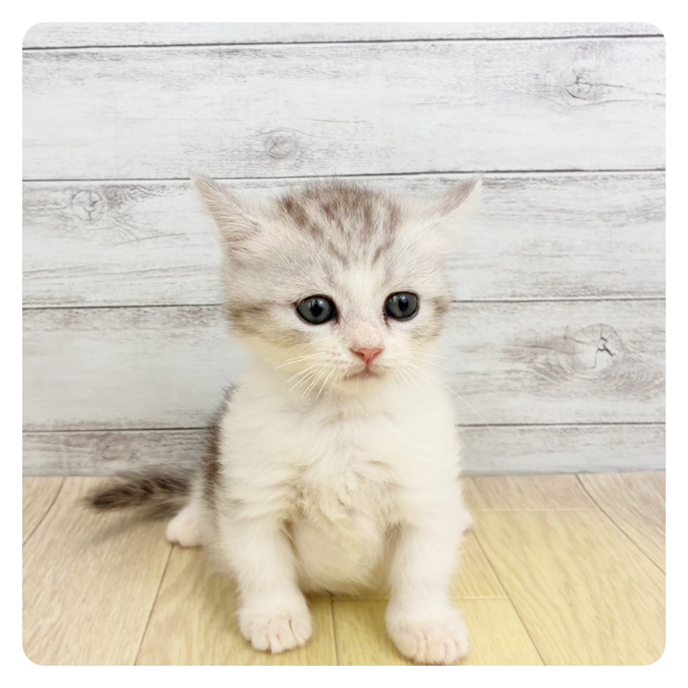 愛知県のミヌエット (犬の家＆猫の里安城店/2026年3月18日生まれ/男の子/シルバータビーホワイト)の子猫の2枚目の画像