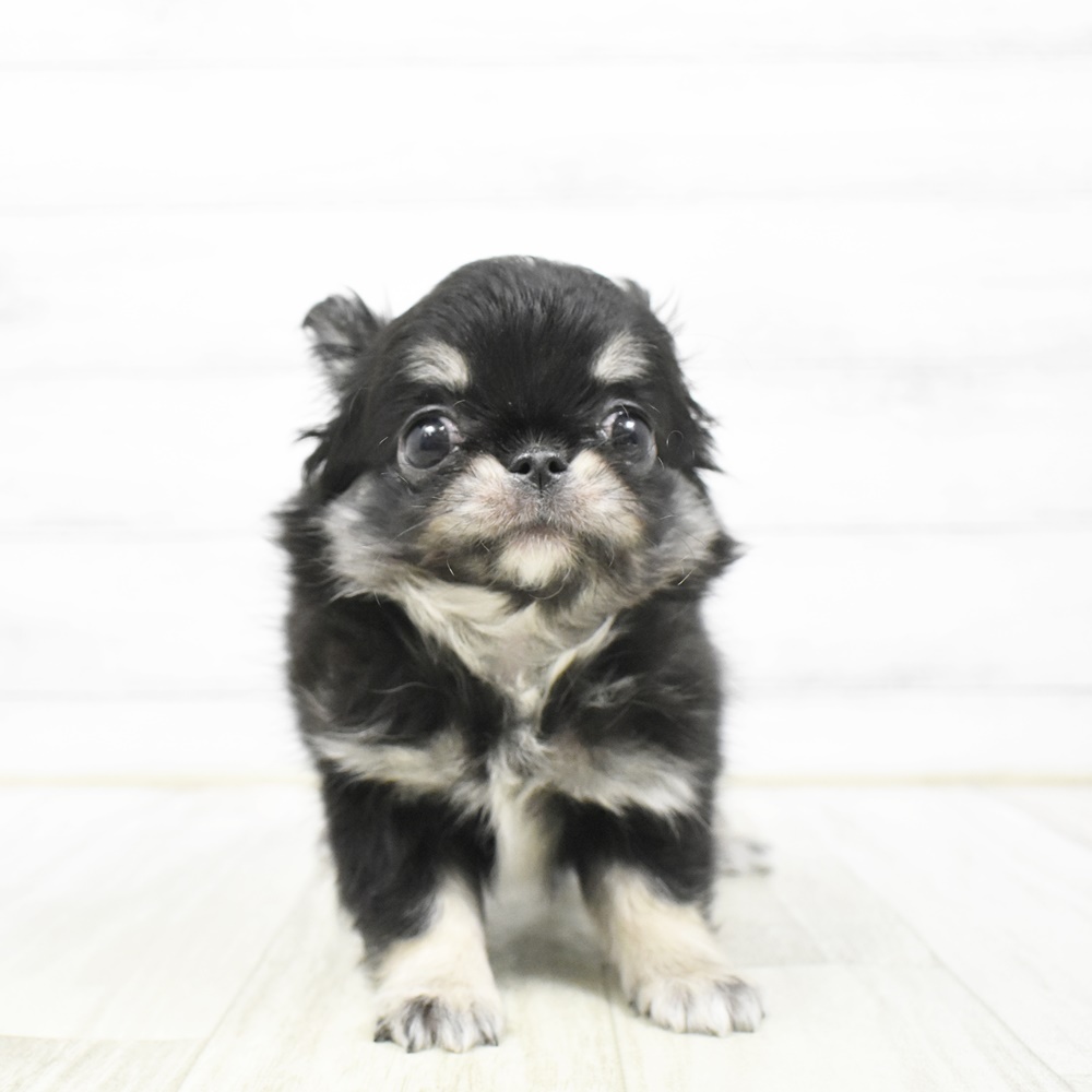 愛知県のチワワ(ロング) (犬の家＆猫の里安城店/2026年3月22日生まれ/女の子/ブラックタンホワイト)の子犬