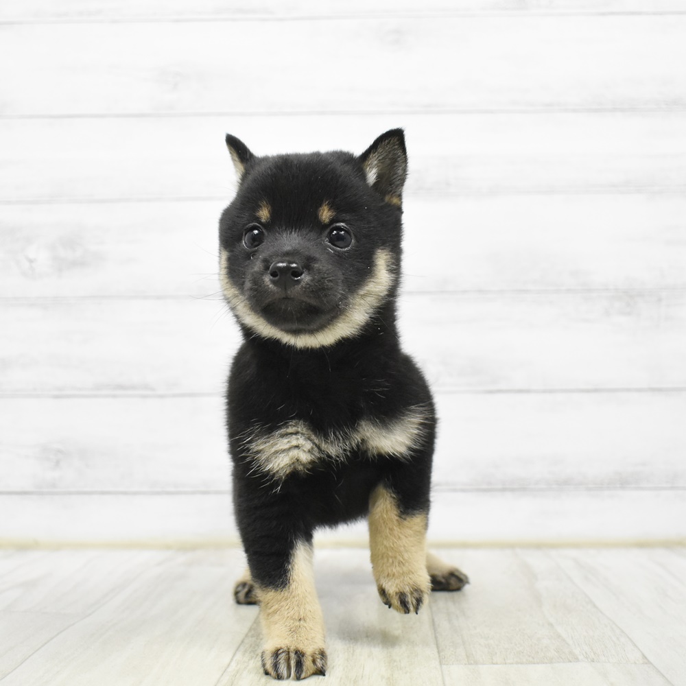 東京都の豆柴 (犬の家＆猫の里ペットフォレスト小平店/2026年3月24日生まれ/女の子/黒)の子犬