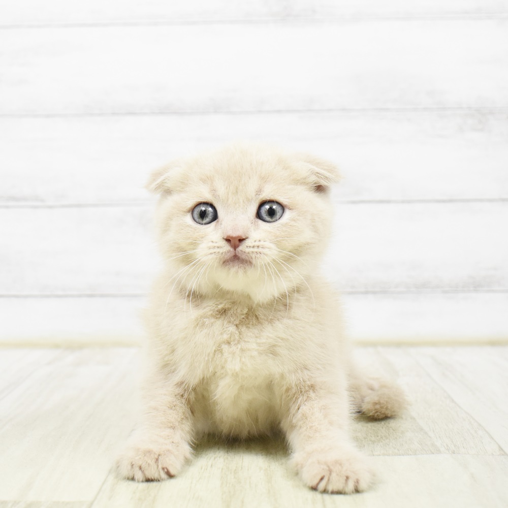 長野県のスコティッシュフォールド (犬の家＆猫の里塩尻店/2026年3月23日生まれ/女の子/クリーム)の子猫の3枚目の画像