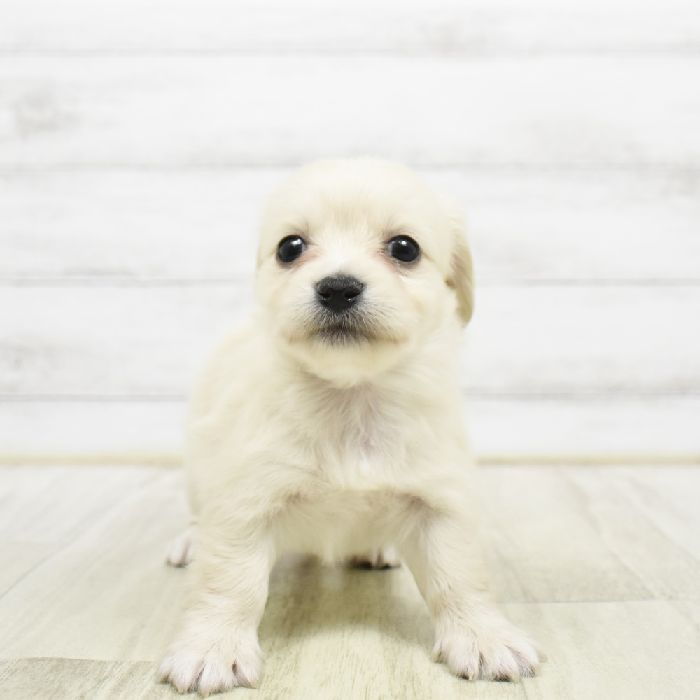 福岡県のチワックス(チワワ×ダックス) (犬の家＆猫の里シュロアモール筑紫野店/2026年3月23日生まれ/女の子/クリームホワイト)の子犬