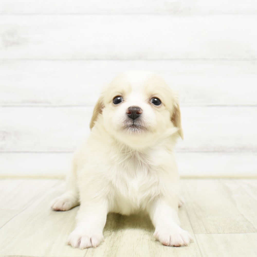 神奈川県のチワックス(チワワ×ダックス) (犬の家＆猫の里小田原店/2026年3月23日生まれ/男の子/クリームホワイト)の子犬