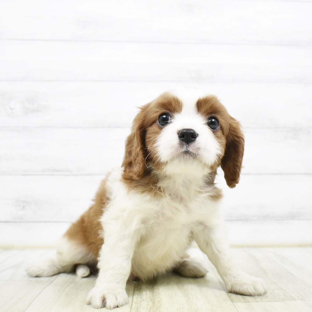 福井県のキャバリアキングチャールズスパニエル (犬の家＆猫の里福井店/2026年3月19日生まれ/男の子/ブレンハイム)の子犬