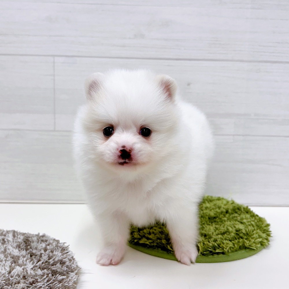 石川県のポメラニアン (犬の家＆猫の里アミーゴ金沢おこばた店/2026年3月24日生まれ/男の子/クリーム)の子犬の1枚目の画像