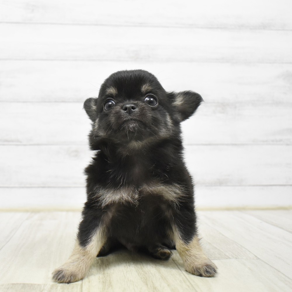 愛知県のチワワ(ロング) (犬の家＆猫の里豊川インター店/2026年3月24日生まれ/男の子/ブラックタン)の子犬