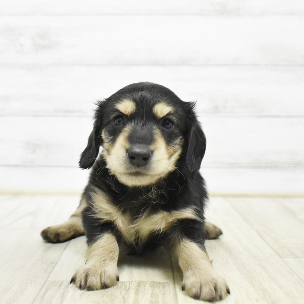 長野県のミニチュアダックスフンド(ロング) (犬の家＆猫の里カインズ梓川店/2026年3月22日生まれ/女の子/ブラックイエロー)の子犬