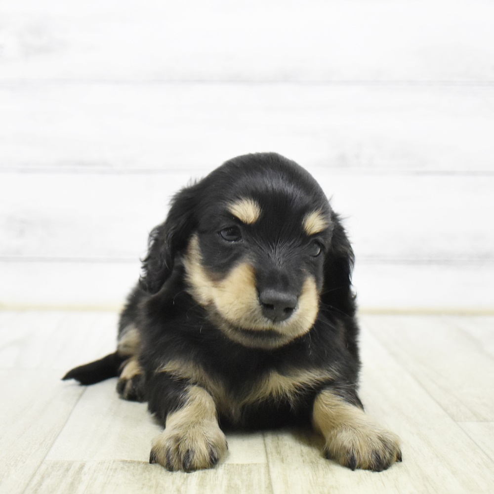 石川県のミニチュアダックスフンド(ロング) (犬の家＆猫の里アミーゴ金沢おこばた店/2026年3月22日生まれ/男の子/ブラックイエロー)の子犬