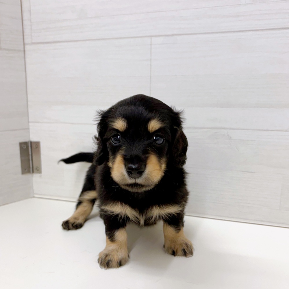 ミニチュアダックスの子犬一覧 | ペットショップ 犬の家&猫の里 | 子犬