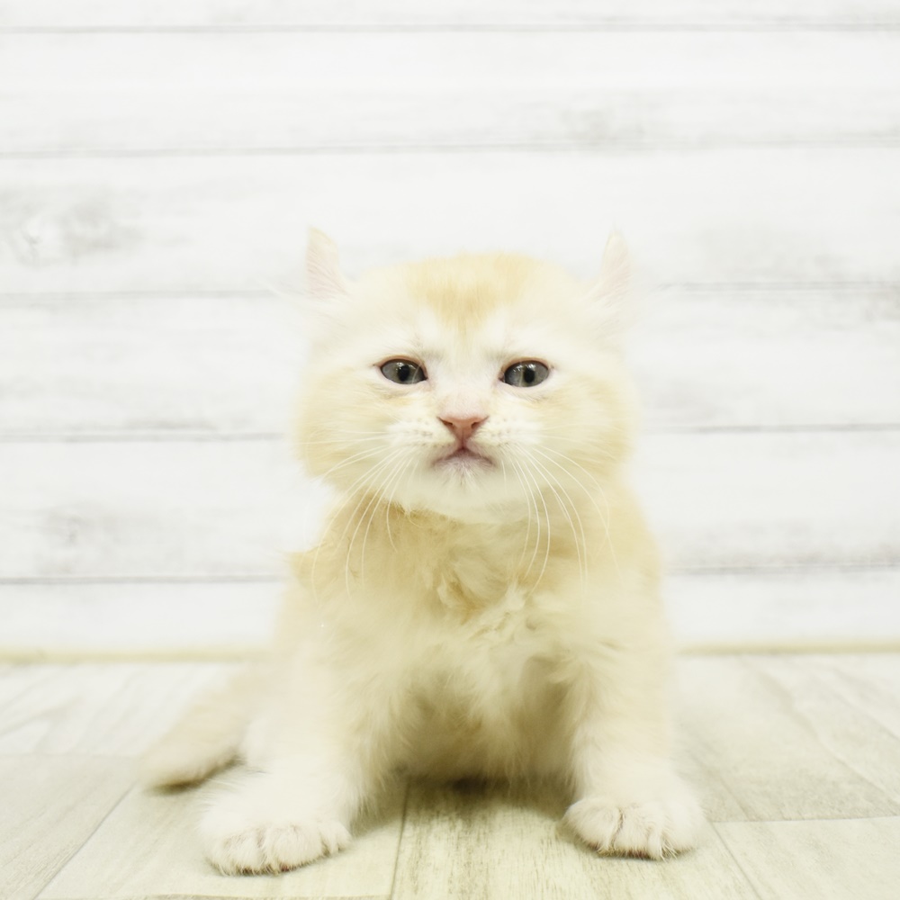 静岡県のアメリカンカール (犬の家＆猫の里マークイズ静岡店/2026年3月21日生まれ/男の子/クリーム)の子猫