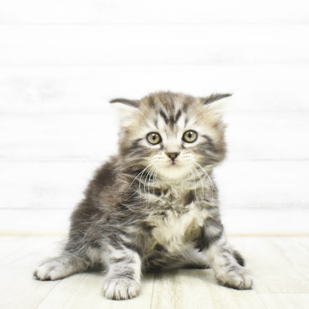 静岡県のマンチカン (犬の家＆猫の里藤枝店/2026年3月24日生まれ/男の子/シルバータビー)の子猫