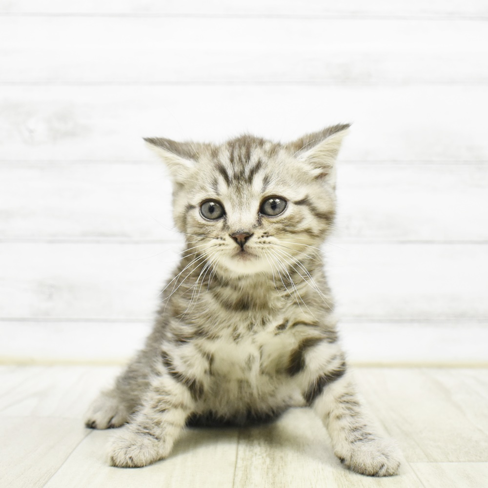 静岡県のマンチカン (犬の家＆猫の里アミーゴ浜松和田店/2026年3月24日生まれ/男の子/シルバータビー)の子猫