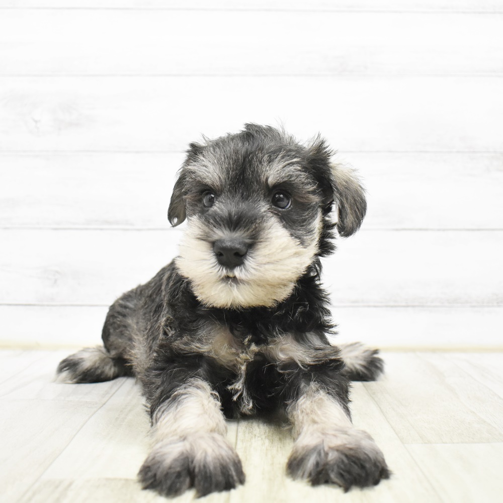 千葉県のミニチュアシュナウザー (犬の家＆猫の里ワンズモール稲毛店/2026年3月23日生まれ/男の子/ソルトペッパー)の子犬