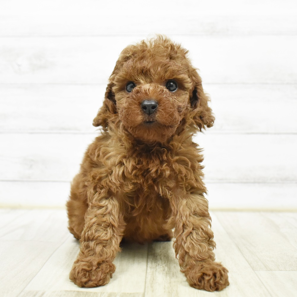 富山県のトイプードル(トイ) (犬の家＆猫の里富山店/2026年3月17日生まれ/男の子/レッド)の子犬