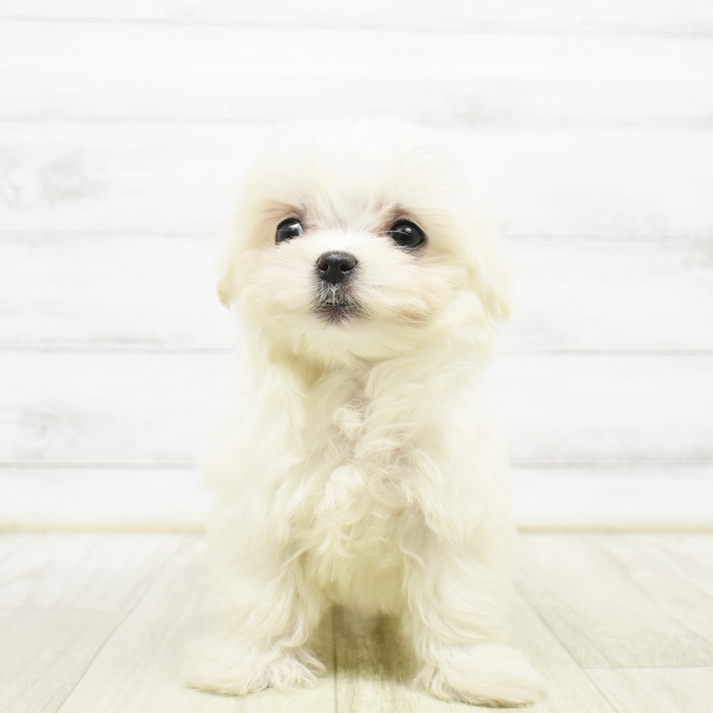 富山県のマルチーズ (犬の家＆猫の里富山店/2026年3月22日生まれ/男の子/ホワイト)の子犬