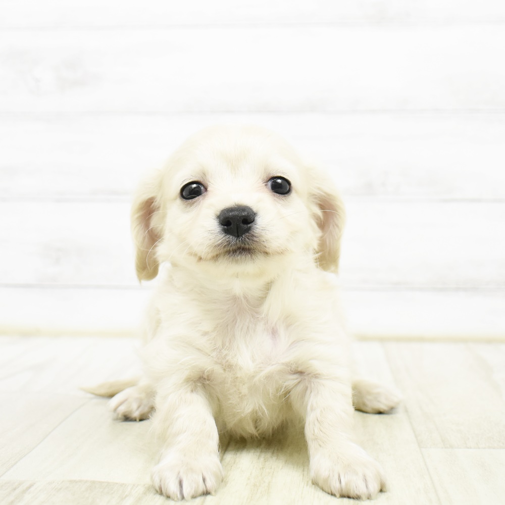 千葉県のチワックス(チワワ×ダックス) (犬の家＆猫の里ワンズモール稲毛店/2026年3月22日生まれ/男の子/クリーム)の子犬