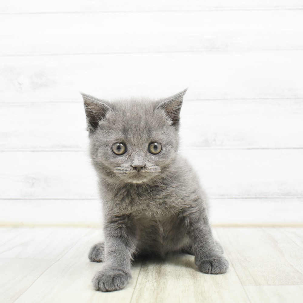 静岡県のブリティッシュショートヘアー (犬の家＆猫の里マークイズ静岡店/2026年3月21日生まれ/女の子/ブルー)の子猫