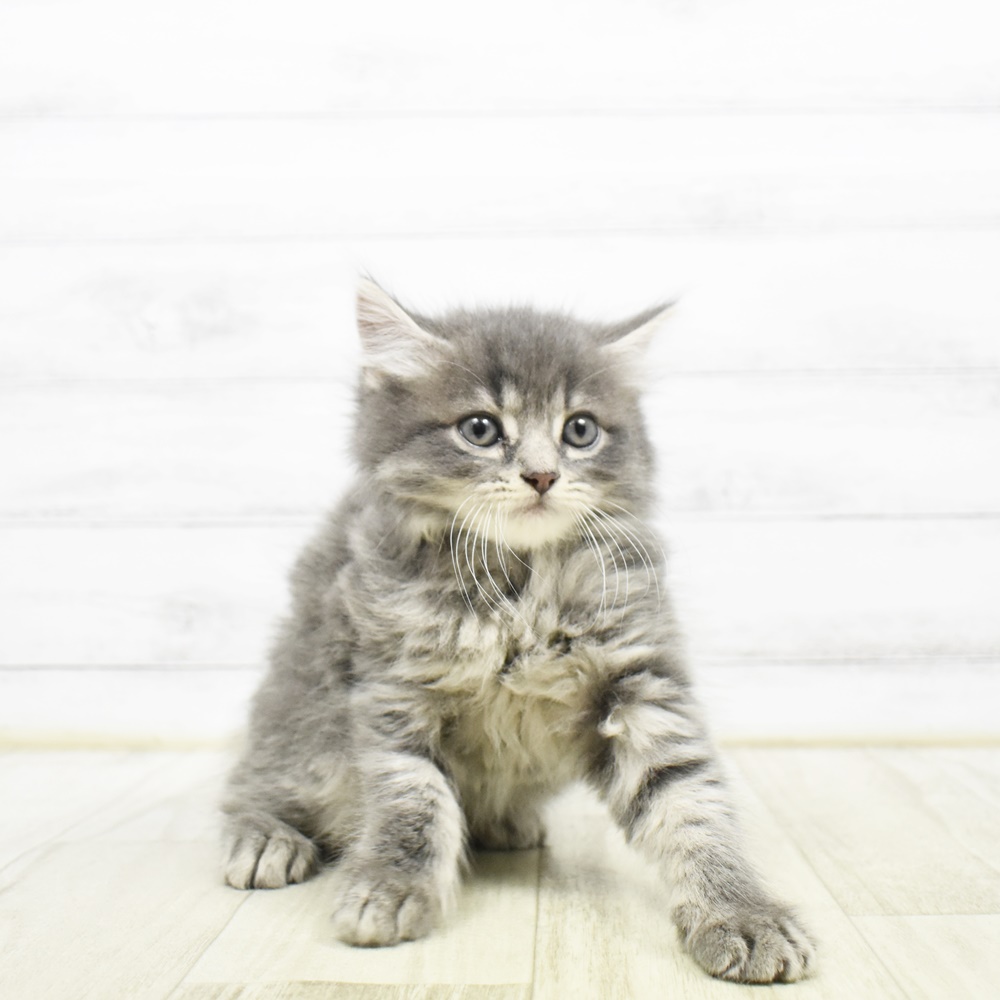 静岡県のスコティッシュストレート (犬の家＆猫の里富士店/2026年3月24日生まれ/男の子/ブルータビー)の子猫