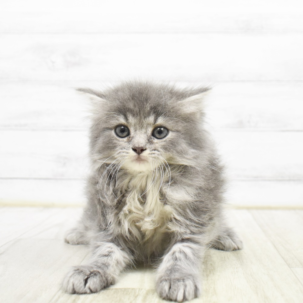 千葉県のスコティッシュストレート (犬の家＆猫の里ワンズモール稲毛店/2026年3月24日生まれ/女の子/ブルータビー)の子猫