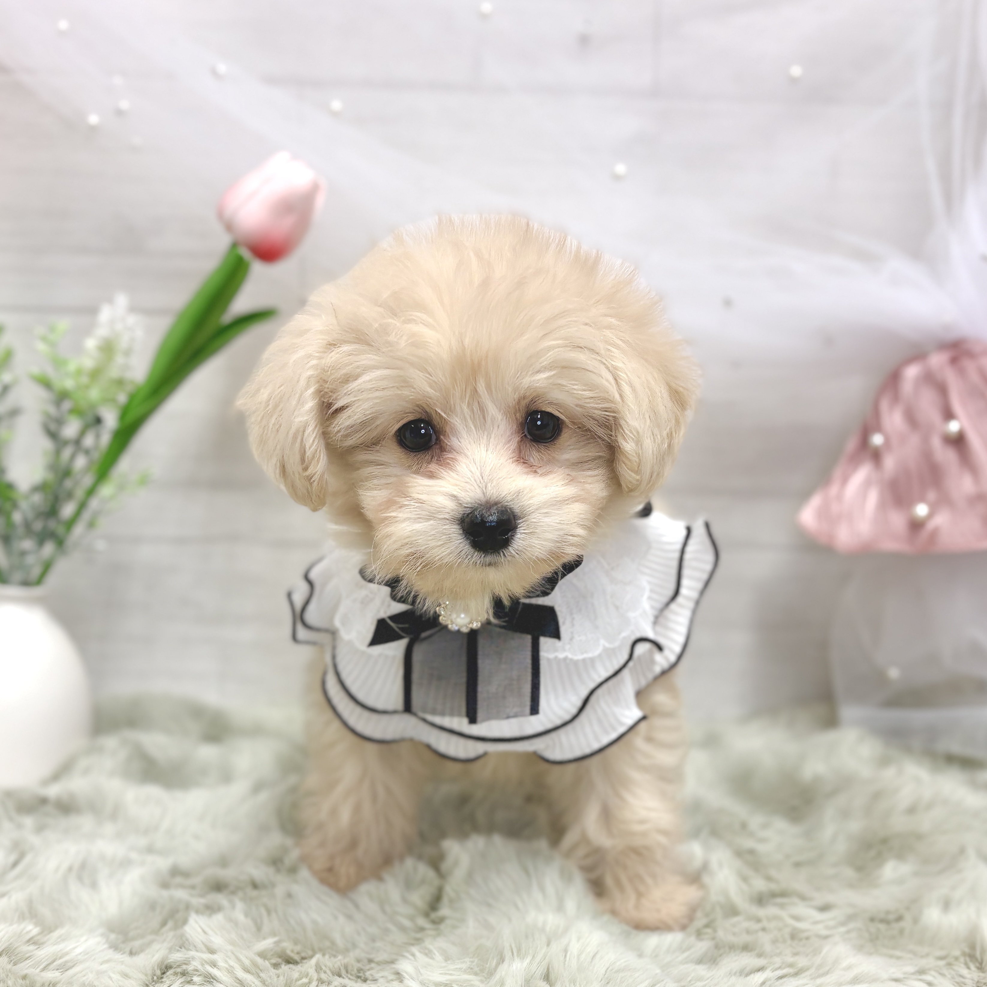 神奈川県のポメプー(ポメラニアン×プードル) (犬の家＆猫の里相模原店/2026年3月21日生まれ/男の子/クリーム)の子犬の1枚目の画像