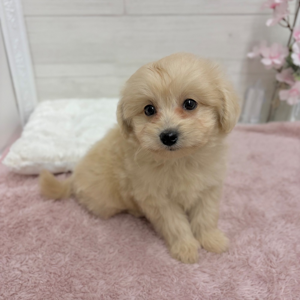 神奈川県のポメプー(ポメラニアン×プードル) (犬の家＆猫の里相模原店/2026年3月21日生まれ/男の子/クリーム)の子犬の1枚目の画像