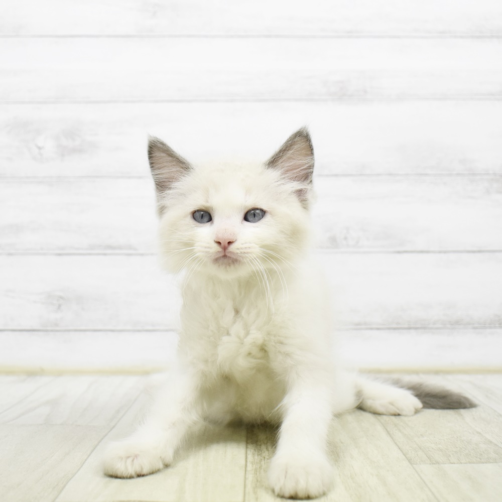 神奈川県のラグドール (犬の家＆猫の里小田原店/2026年3月23日生まれ/男の子/ブルーポイントバイカラー)の子猫