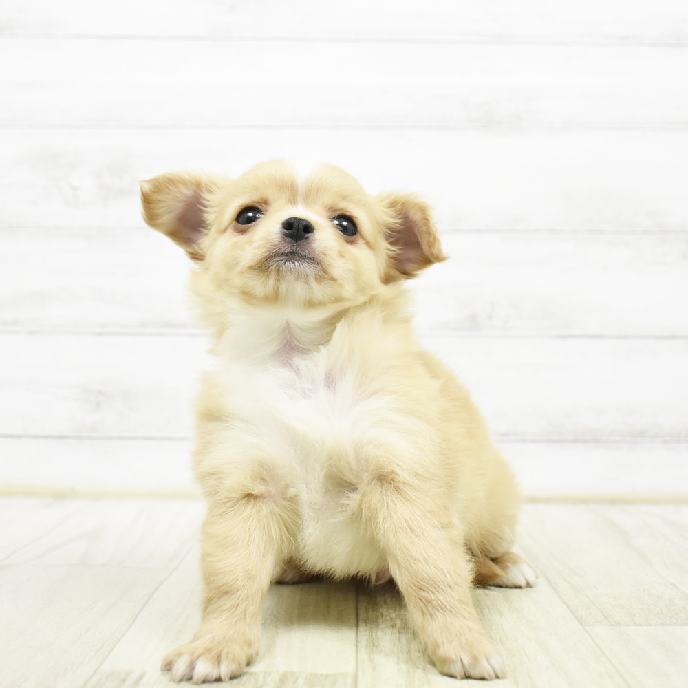 千葉県のチワワ(ロング) (犬の家＆猫の里ワンズモール稲毛店/2026年3月23日生まれ/男の子/クリームホワイト)の子犬
