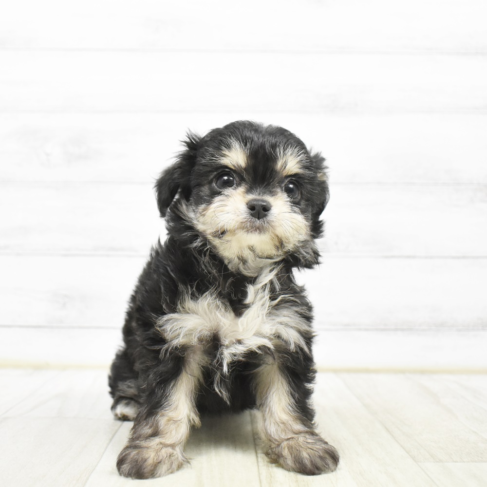 石川県のハーフ犬・ミックス犬 (犬の家＆猫の里金沢店/2026年3月24日生まれ/女の子/ブラックタンホワイト)の子犬