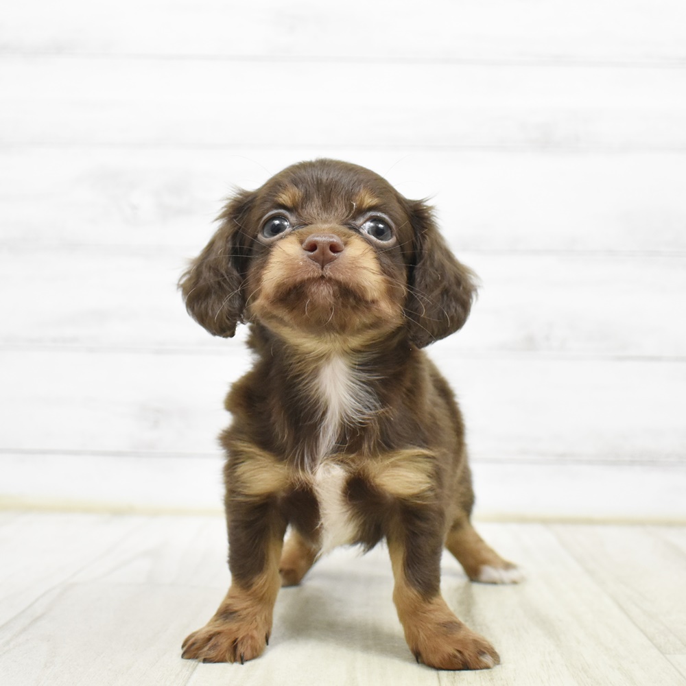 福岡県のチワックス(チワワ×ダックス) (犬の家＆猫の里くりえいと宗像店/2026年3月24日生まれ/女の子/チョコレートタン)の子犬