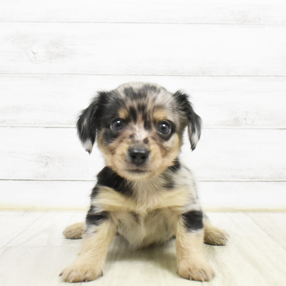 静岡県のチワックス(チワワ×ダックス) (犬の家＆猫の里アミーゴ浜松和田店/2026年3月21日生まれ/男の子/ブルーマール)の子犬