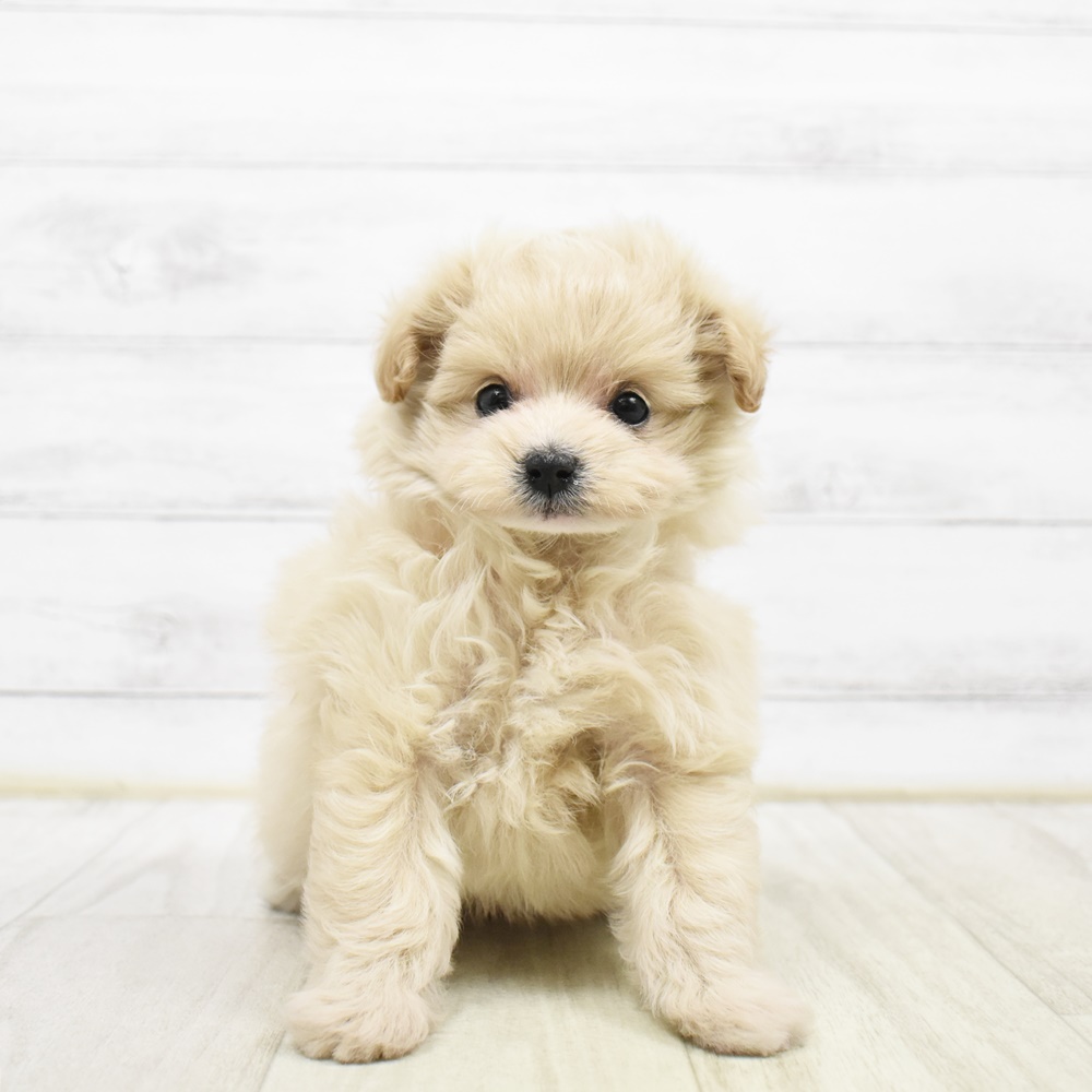 長野県のポメプー(ポメラニアン×プードル) (犬の家＆猫の里カインズ梓川店/2026年3月23日生まれ/女の子/アプリコット)の子犬