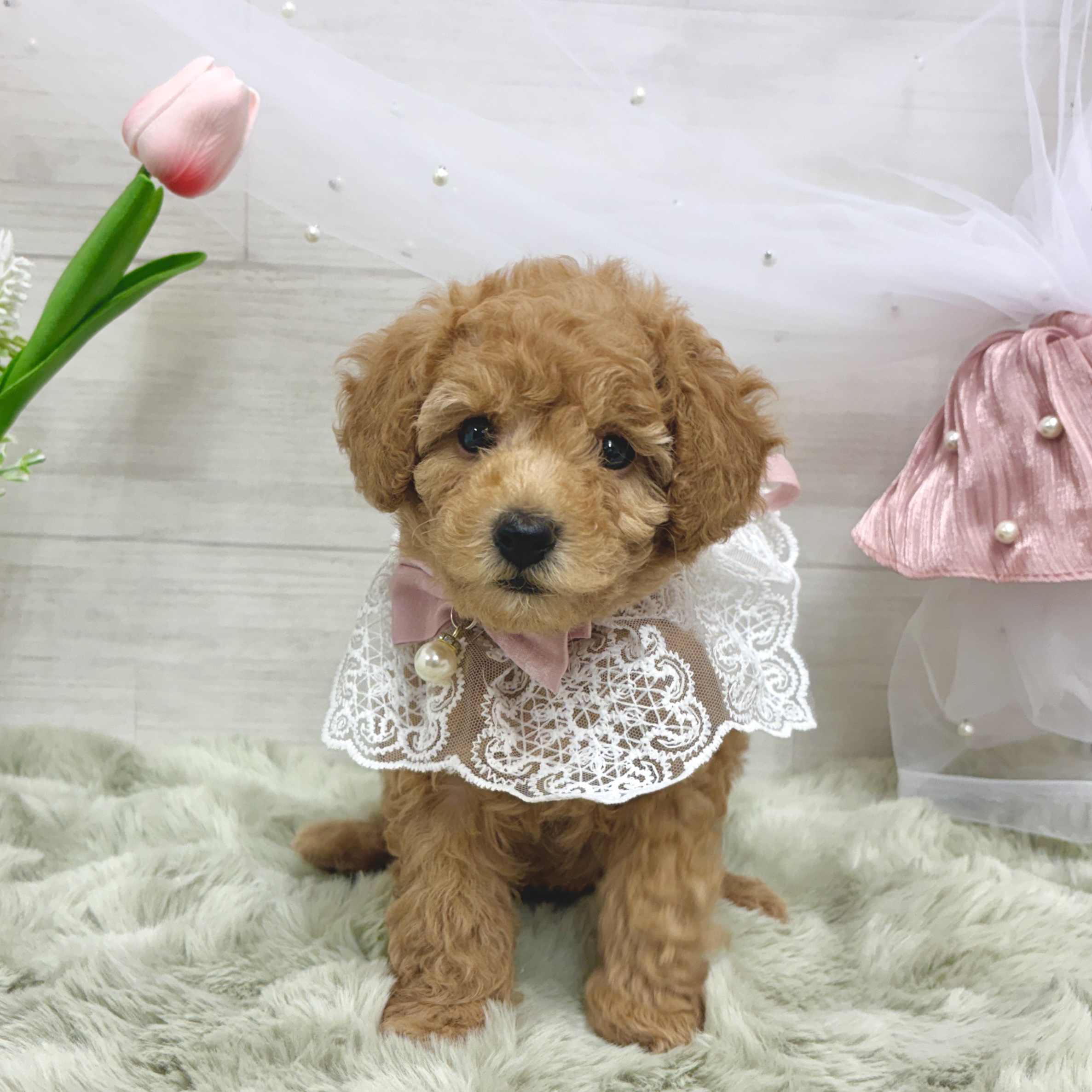 神奈川県のトイプードル(トイ) (犬の家＆猫の里相模原店/2026年3月20日生まれ/女の子/レッド)の子犬の1枚目の画像