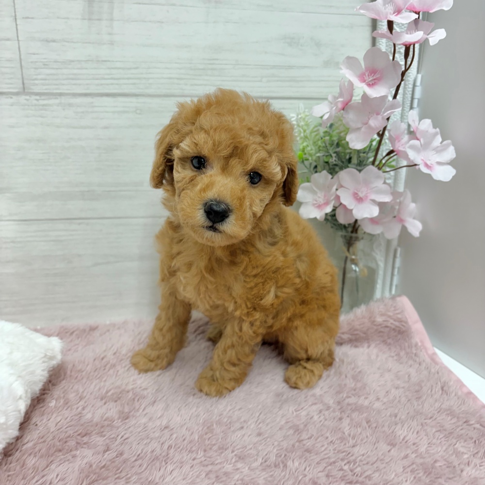 神奈川県のトイプードル(トイ) (犬の家＆猫の里相模原店/2026年3月20日生まれ/女の子/レッド)の子犬の1枚目の画像