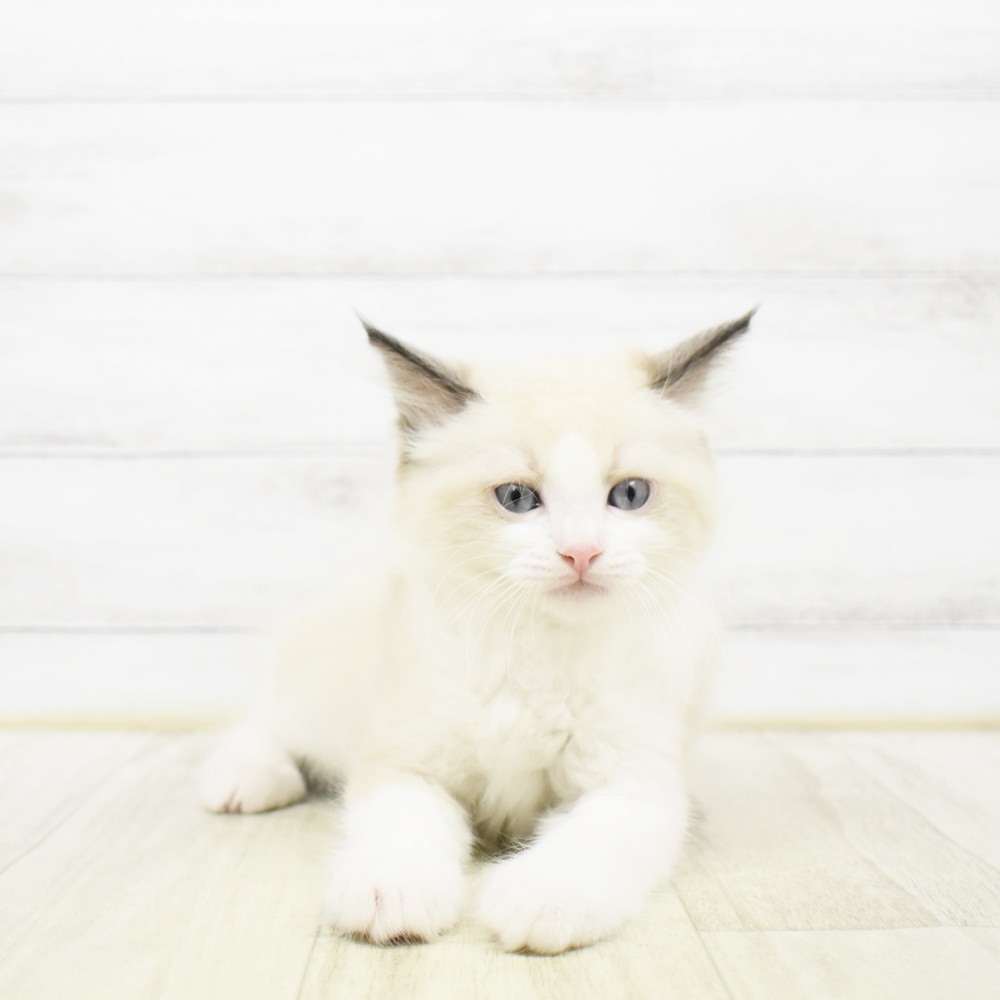 静岡県のラグドール (犬の家＆猫の里MEGAドン・キホーテ袋井店/2026年3月23日生まれ/男の子/シールポイントバイカラー)の子猫