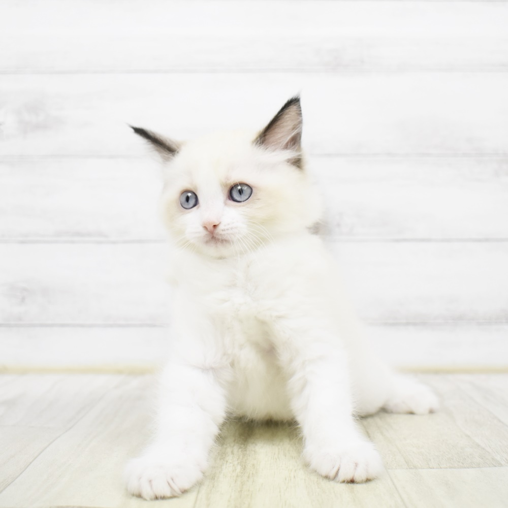 静岡県のラグドール (犬の家＆猫の里マークイズ静岡店/2026年3月23日生まれ/女の子/シールポイントバイカラー)の子猫