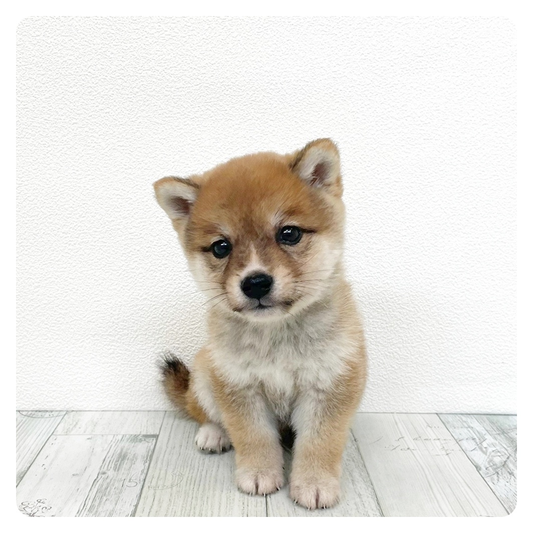 福岡県の豆柴 (犬の家＆猫の里くりえいと宗像店/2026年3月16日生まれ/男の子/赤)の子犬