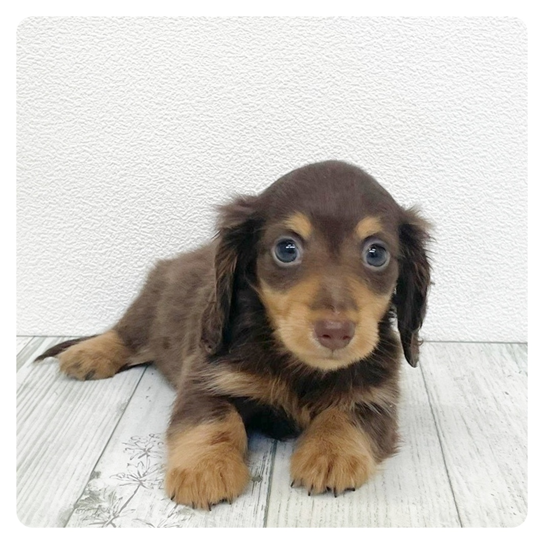 福岡県のカニンヘンダックスフンド(ロング) (犬の家＆猫の里トリアス久山店/2026年3月21日生まれ/男の子/チョコレートタン)の子犬