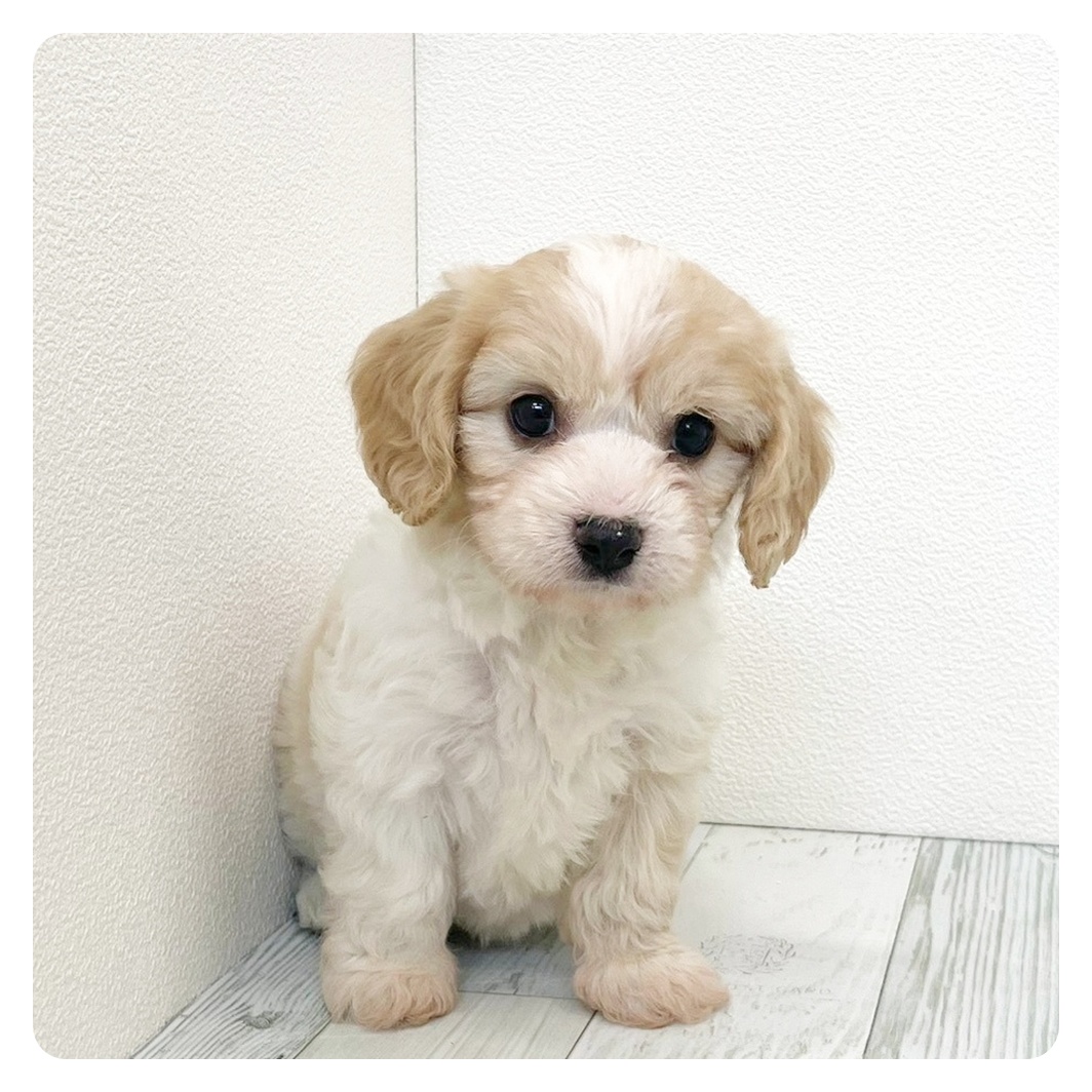 福岡県のハーフ犬・ミックス犬 (犬の家＆猫の里くりえいと宗像店/2026年3月22日生まれ/女の子/ブレンハイム)の子犬