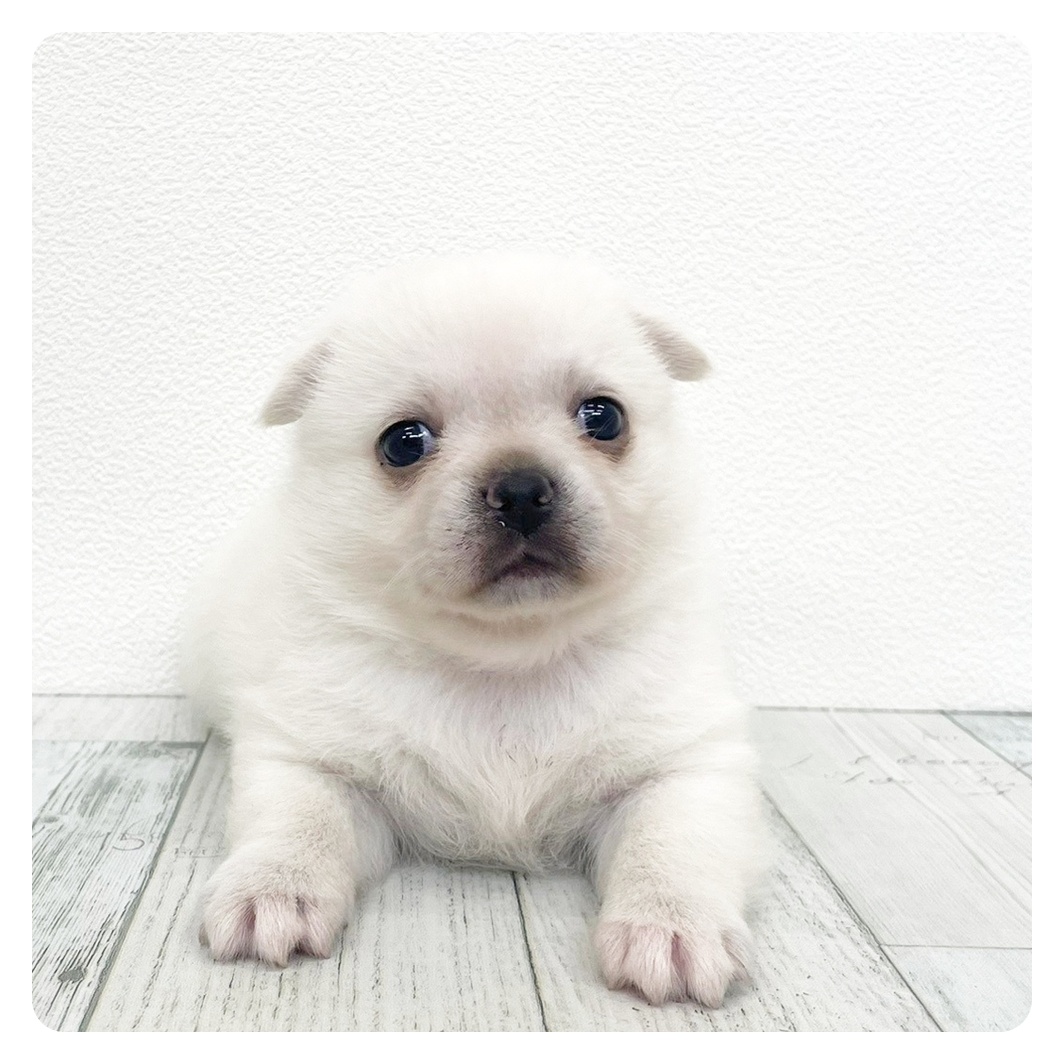 福岡県のハーフ犬・ミックス犬 (犬の家＆猫の里くりえいと宗像店/2026年3月22日生まれ/女の子/ホワイト)の子犬