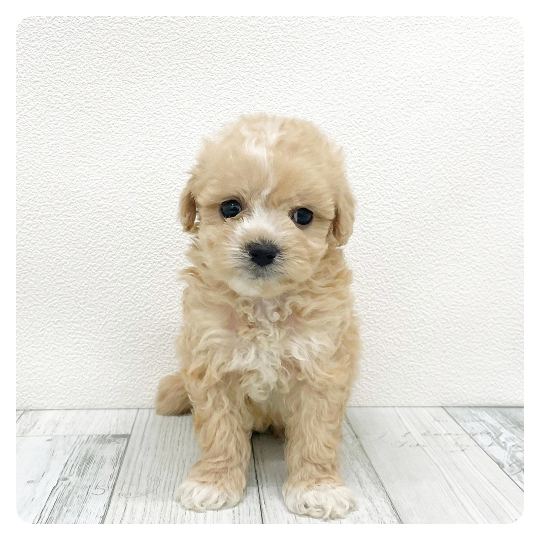 福岡県のマルプー(マルチーズ×プードル) (犬の家＆猫の里トリアス久山店/2026年3月22日生まれ/男の子/クリーム)の子犬