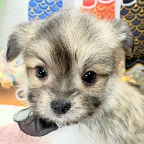 ハーフ犬男の子の写真