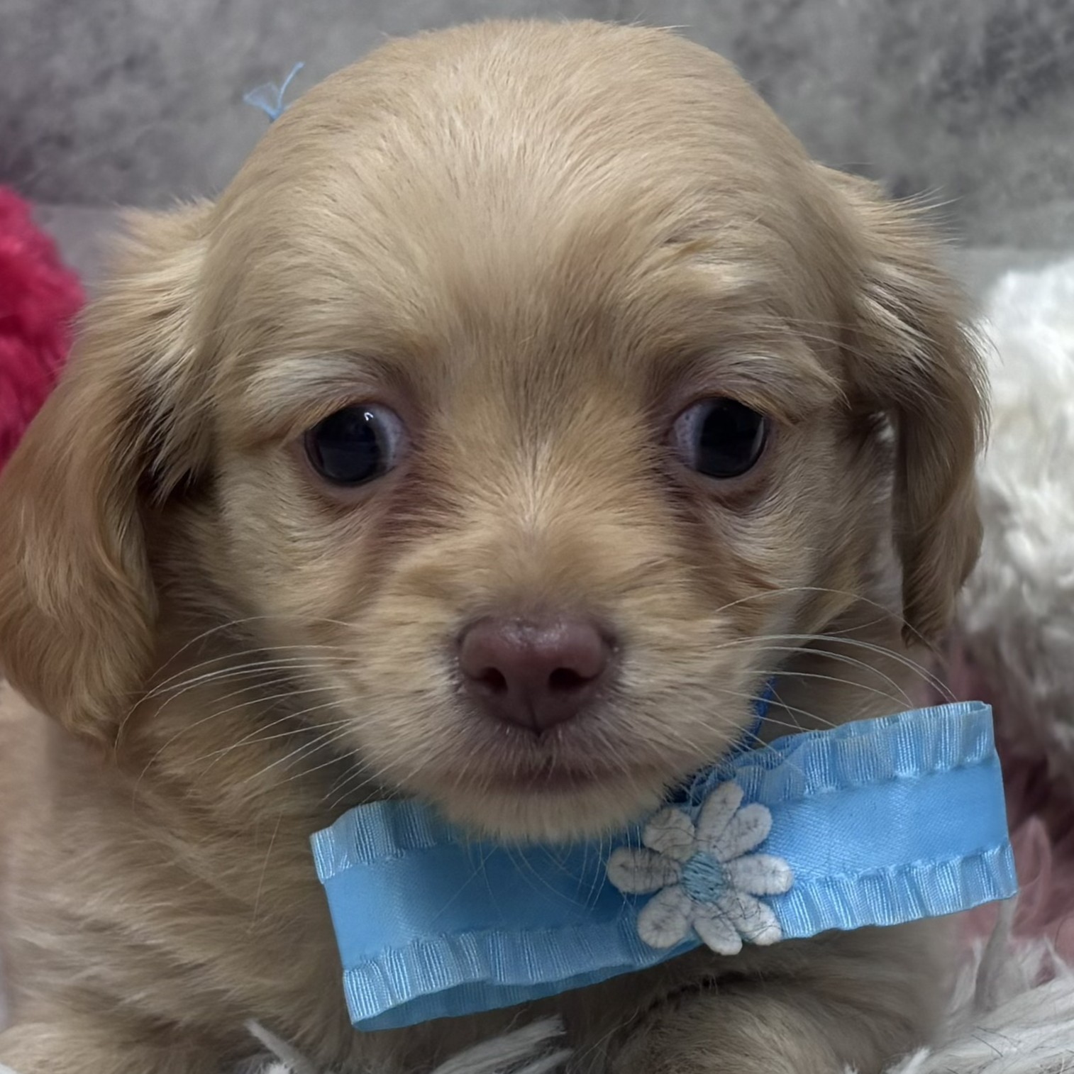 愛知県のチワックス(チワワ×ダックス) (犬の家＆猫の里名古屋天白店/2026年3月23日生まれ/女の子/ゴールド)の子犬