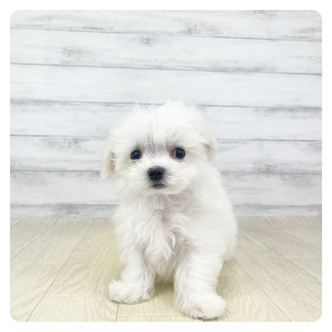 愛知県のマルチーズ (犬の家＆猫の里七宝店/2026年3月24日生まれ/男の子/ホワイト)の子犬の3枚目の画像